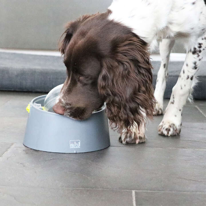 D&D HOME Twist & Lick Ball